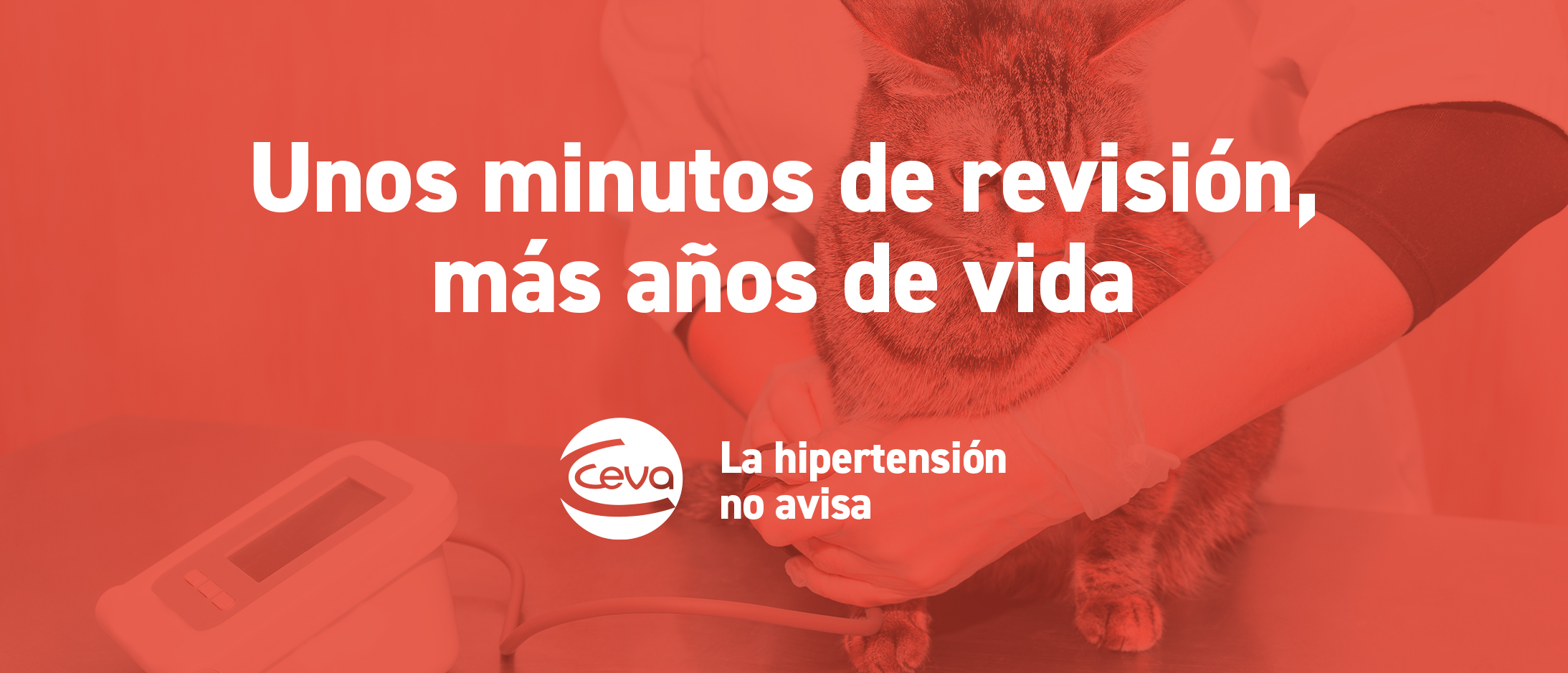 HIPERTENSIÓN FELINA